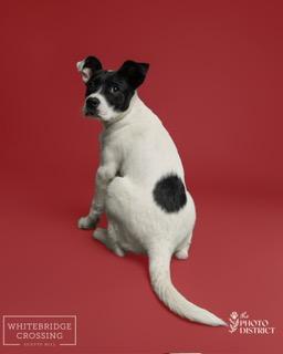 Lulu, a ADOPTABLE mixed breed in Manhasset, NY image 5/6