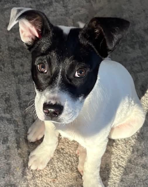 Lulu, a ADOPTABLE mixed breed in Manhasset, NY image 2/6