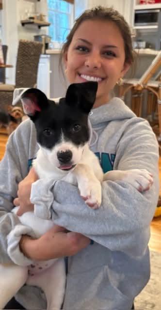 Lulu, ADOPTABLE, Puppy Female American Staffordshire Terrier.