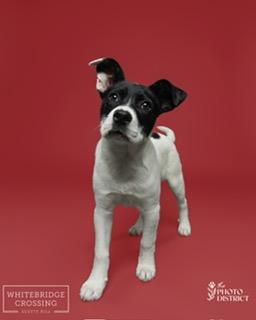 Lulu, a ADOPTABLE mixed breed in Manhasset, NY image 4/6