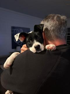 Lulu, a ADOPTABLE mixed breed in Manhasset, NY image 6/6