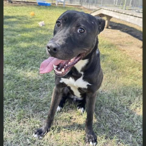 Enlarge RHETT, a Adoptable mixed breed in Conroe, TX image 1/1