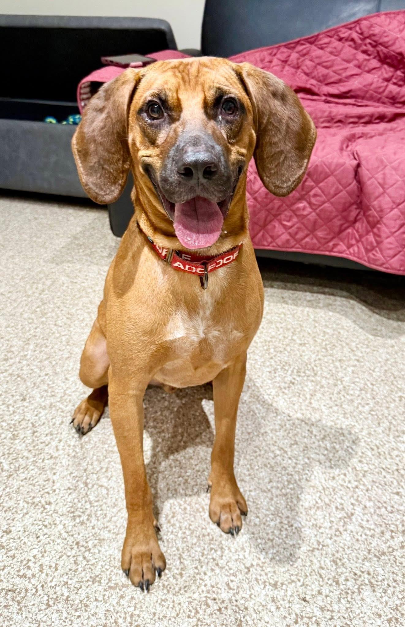 Zeke, Adoptable, Young Male Bloodhound & Hound.