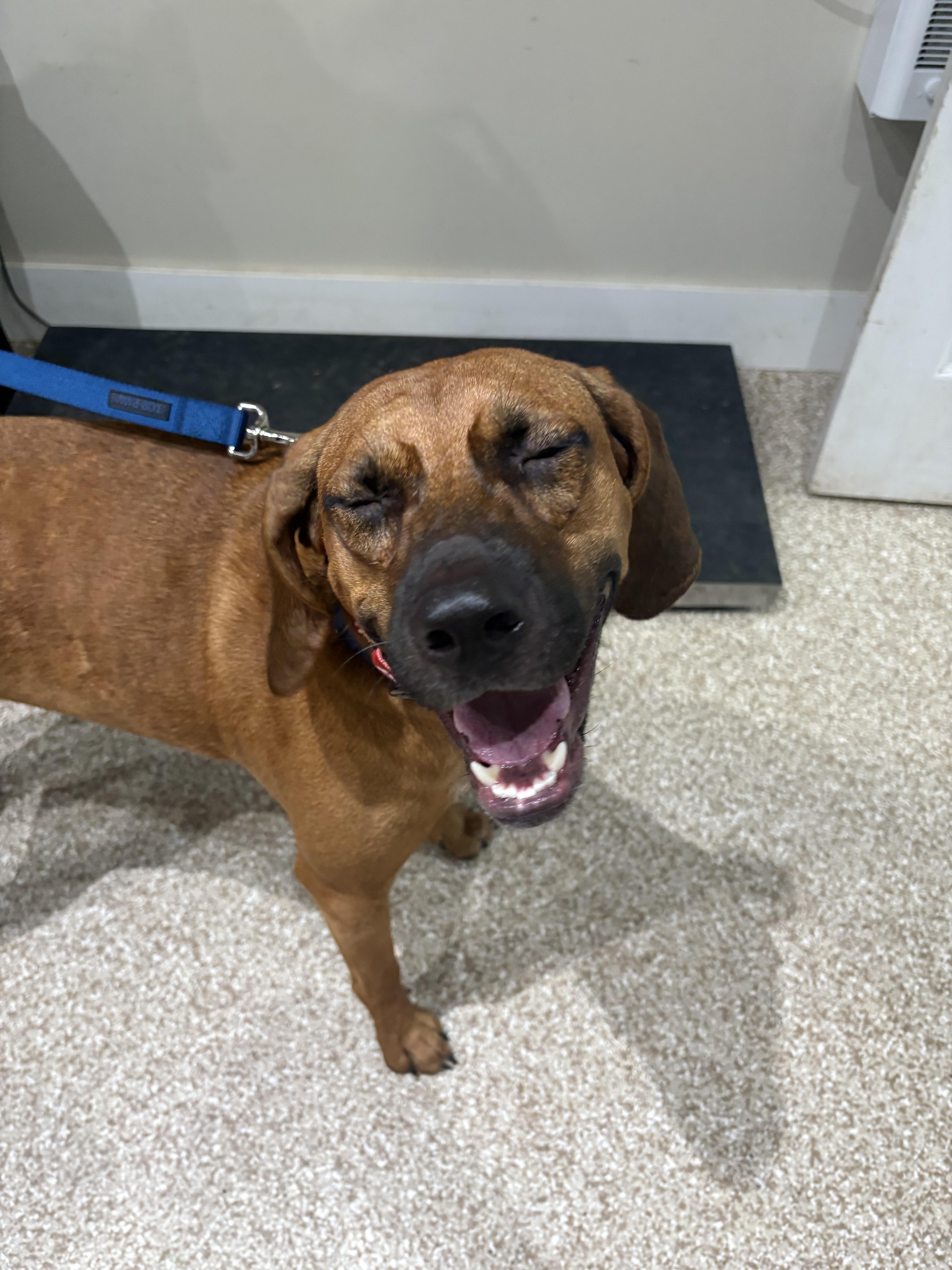 Enlarge Zeke, a Adoptable mixed breed in Dillsburg, PA image 3/6