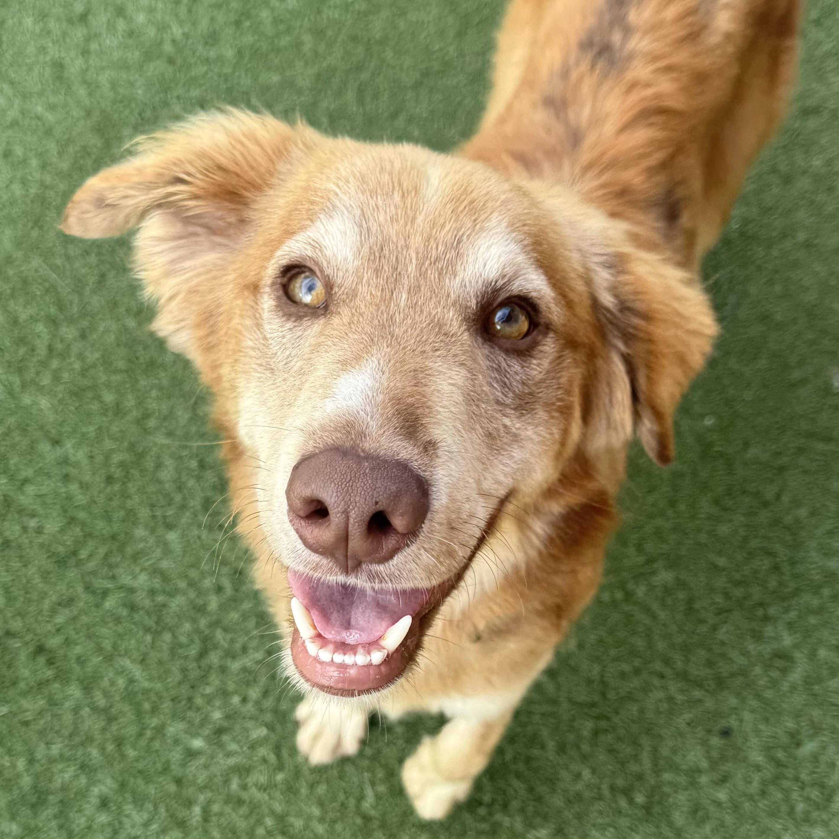 Wahlberg, Adopted, Young Male Australian Shepherd.