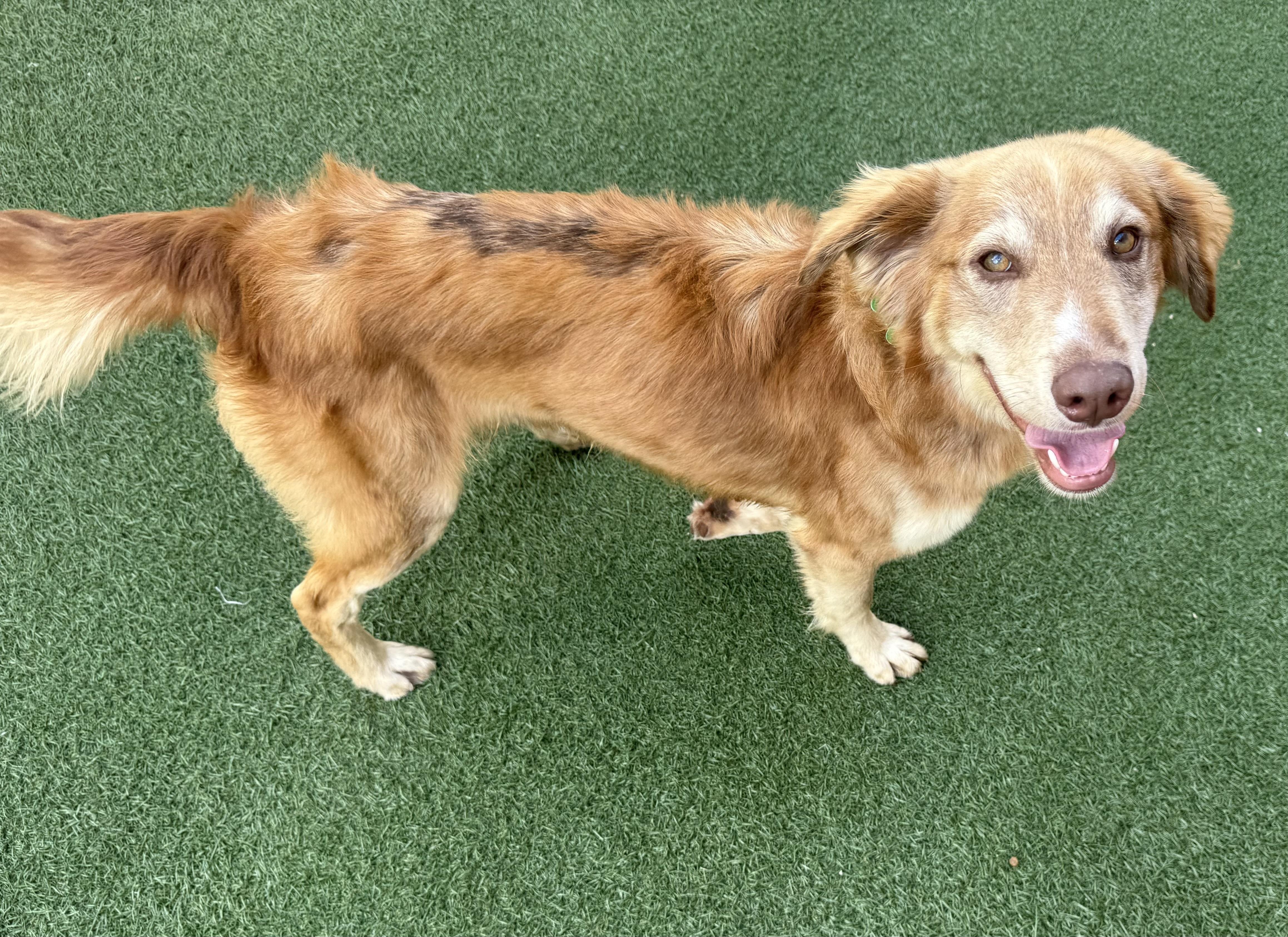 Enlarge Wahlberg, a Adopted mixed breed in Schaumburg, IL image 3/3