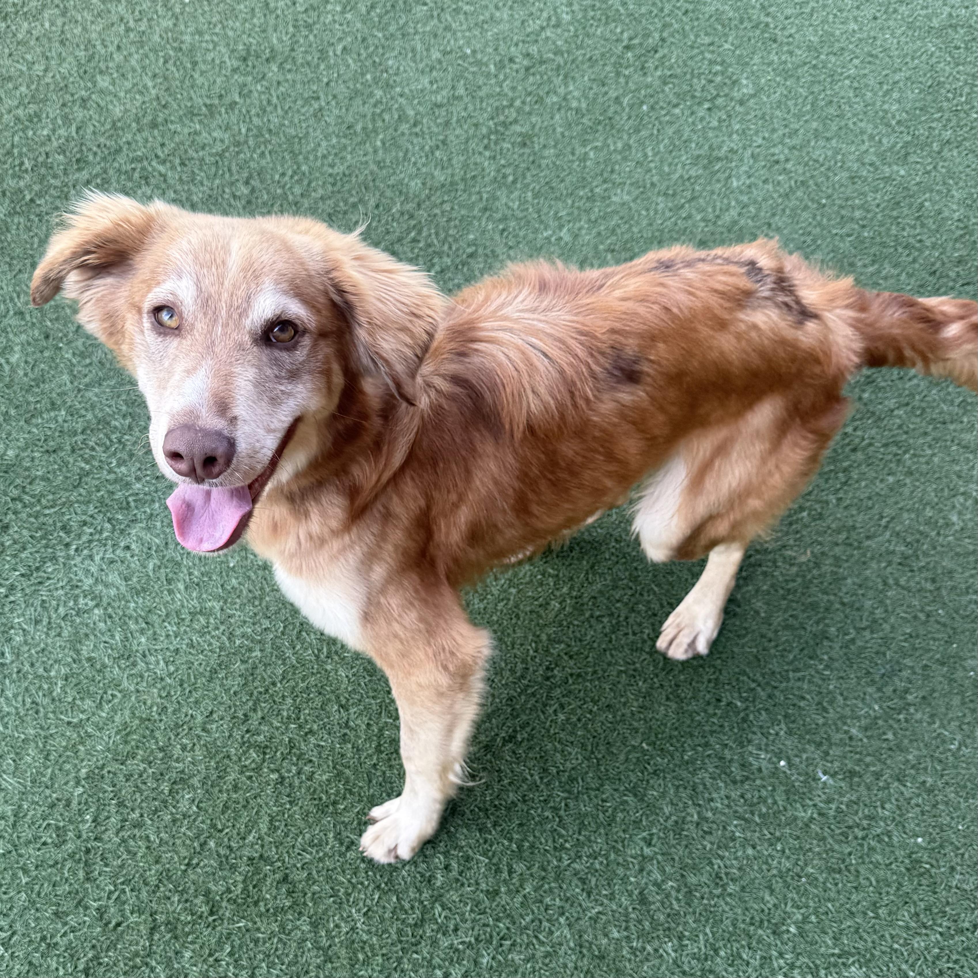 Enlarge Wahlberg, a Adopted mixed breed in Schaumburg, IL image 2/3