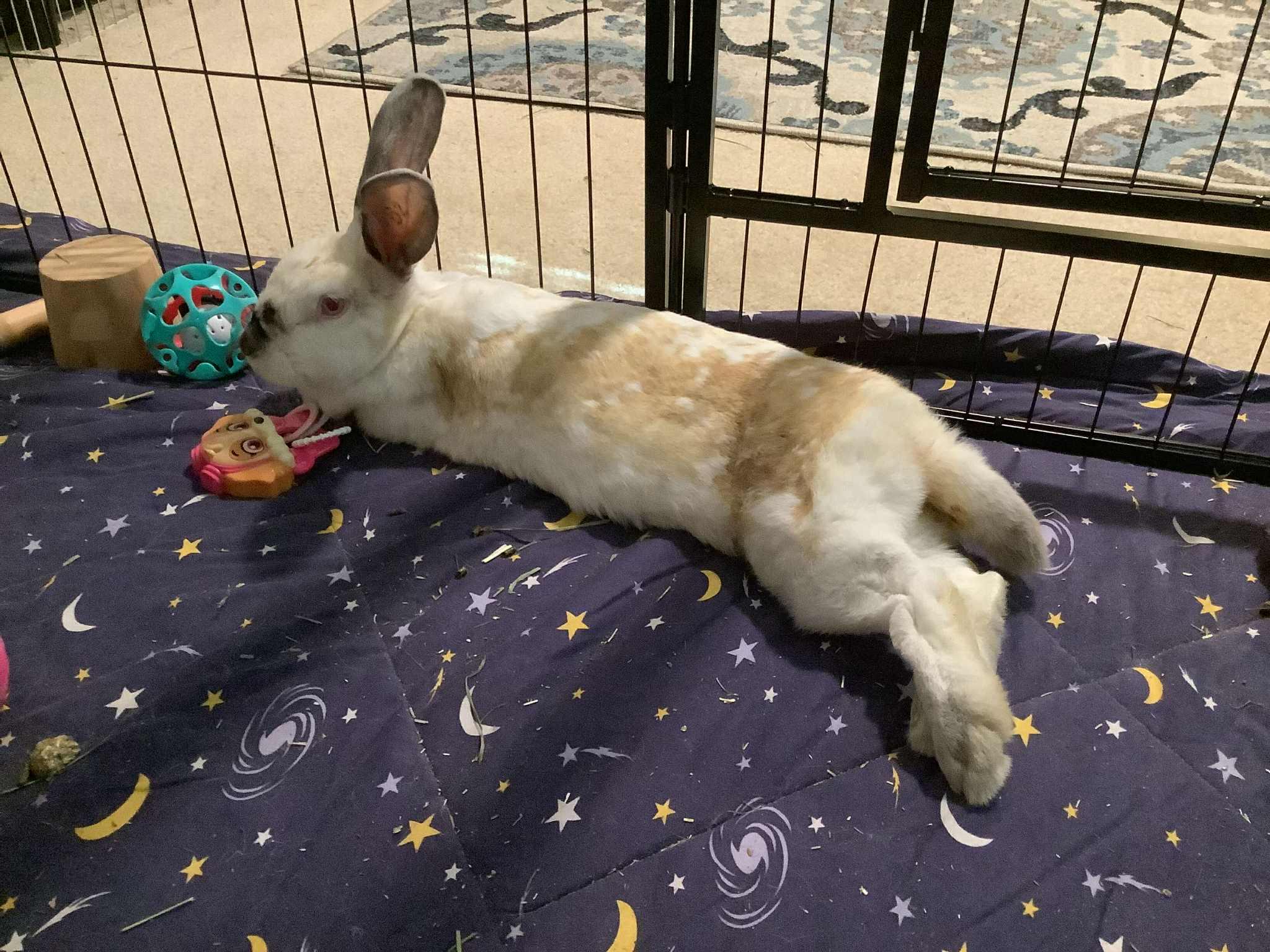 Enlarge Selene, an adopted Californian in San Antonio, TX image 1/4