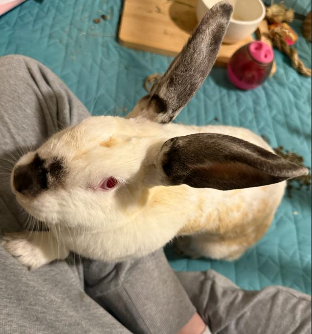 Enlarge Selene, an adopted Californian in San Antonio, TX image 2/4