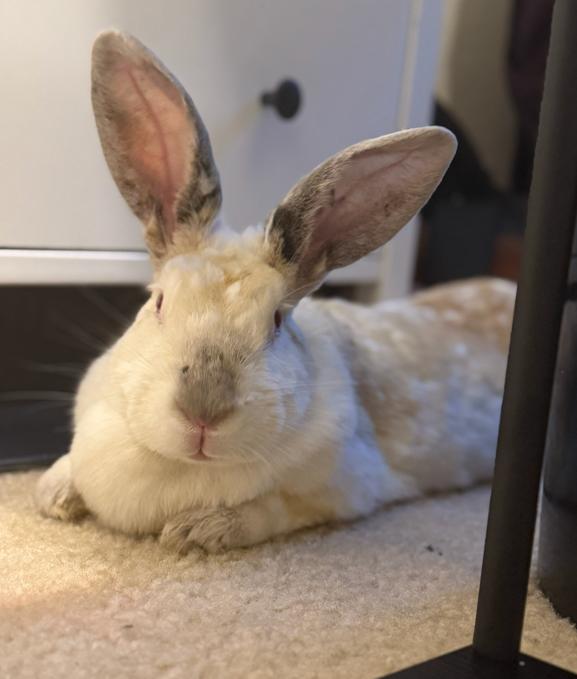 Enlarge Selene, an adopted Californian in San Antonio, TX image 3/4