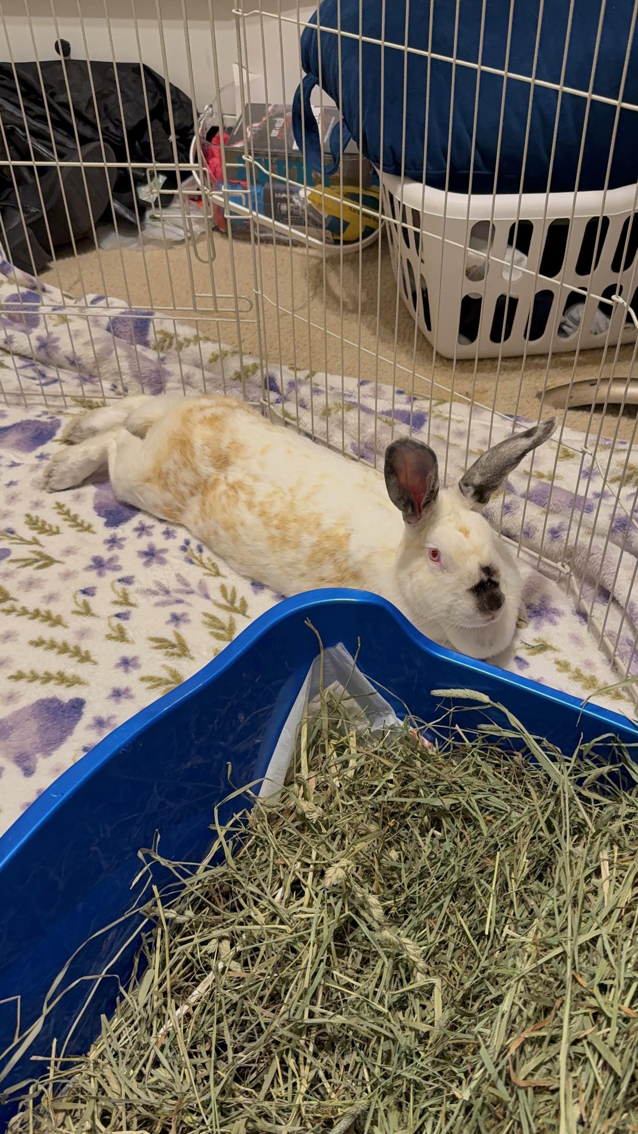 Enlarge Selene, an adopted Californian in San Antonio, TX image 4/4