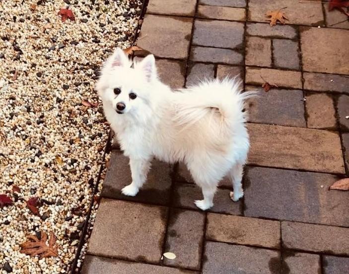 Rocky (Coming 7/27), Senior Male unknown
