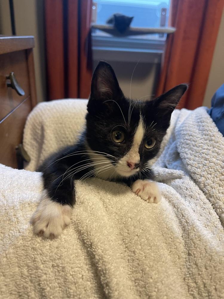 AC Pace, Adoptable, Kitten Male Domestic Short Hair.