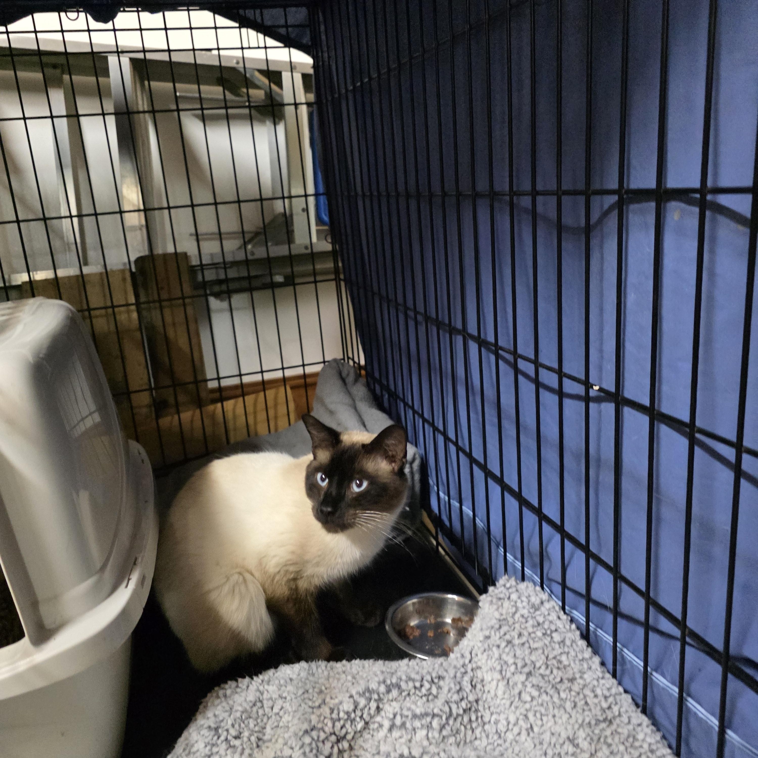 Leo, adopted, Adult Male Siamese.