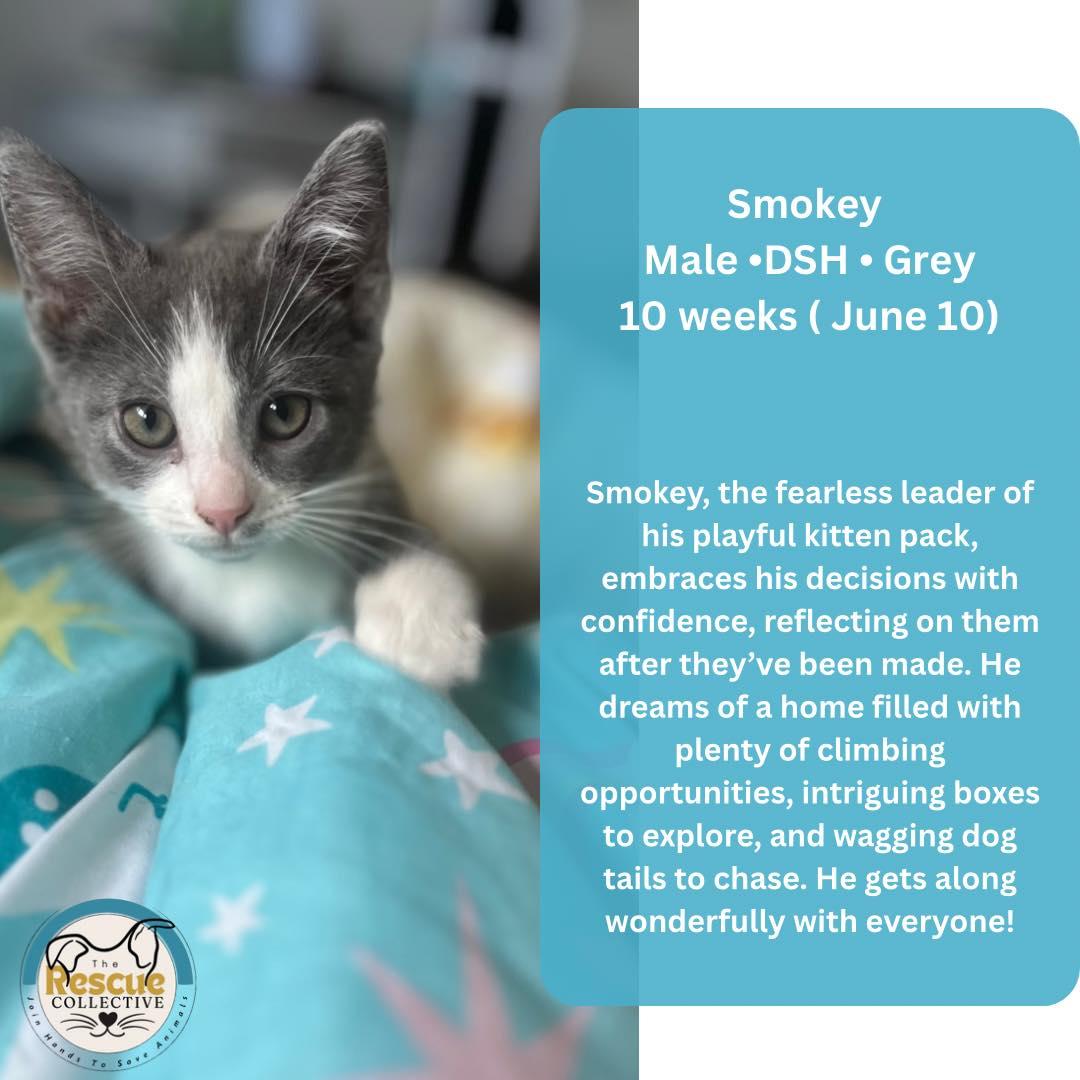 Smokey, Baby Male Tabby