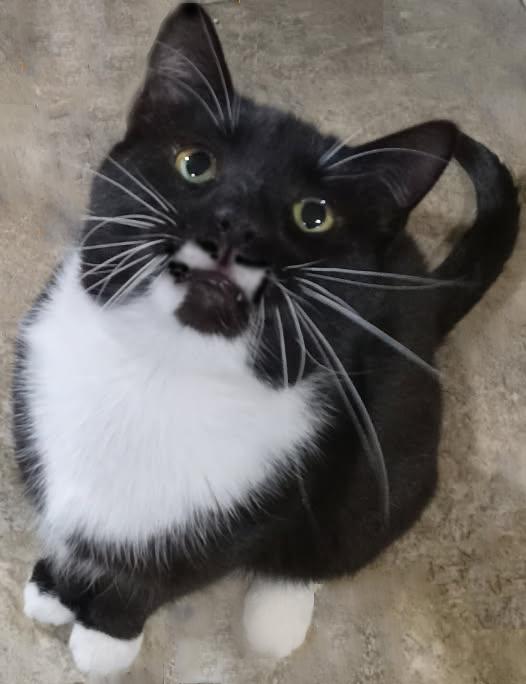 Enlarge Bowtie, a Adoptable Domestic Short Hair in Mansfield, OH image 1/1