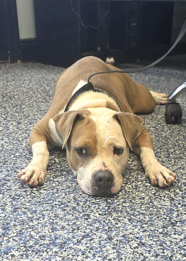 Peaches, Adoptable, Young Female Pit Bull Terrier.