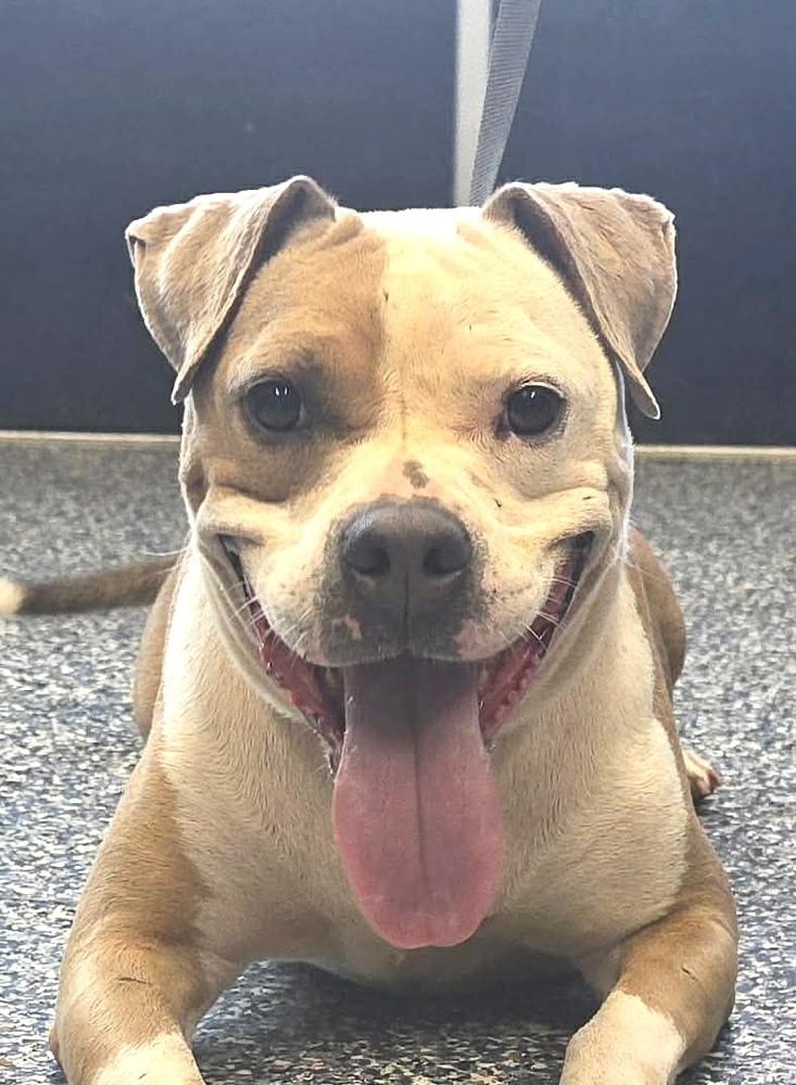 Enlarge Peaches, a Adoptable Pit Bull Terrier in Syracuse, NY image 2/2