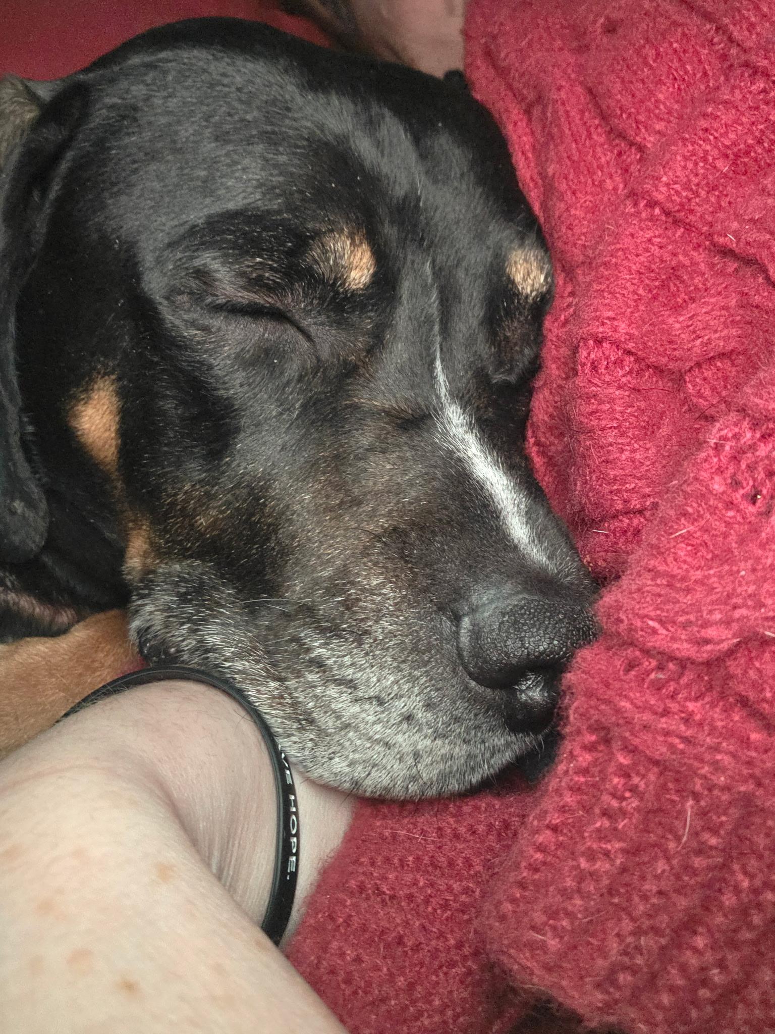Oliver, a ADOPTABLE mixed breed in Oswego, IL image 3/4