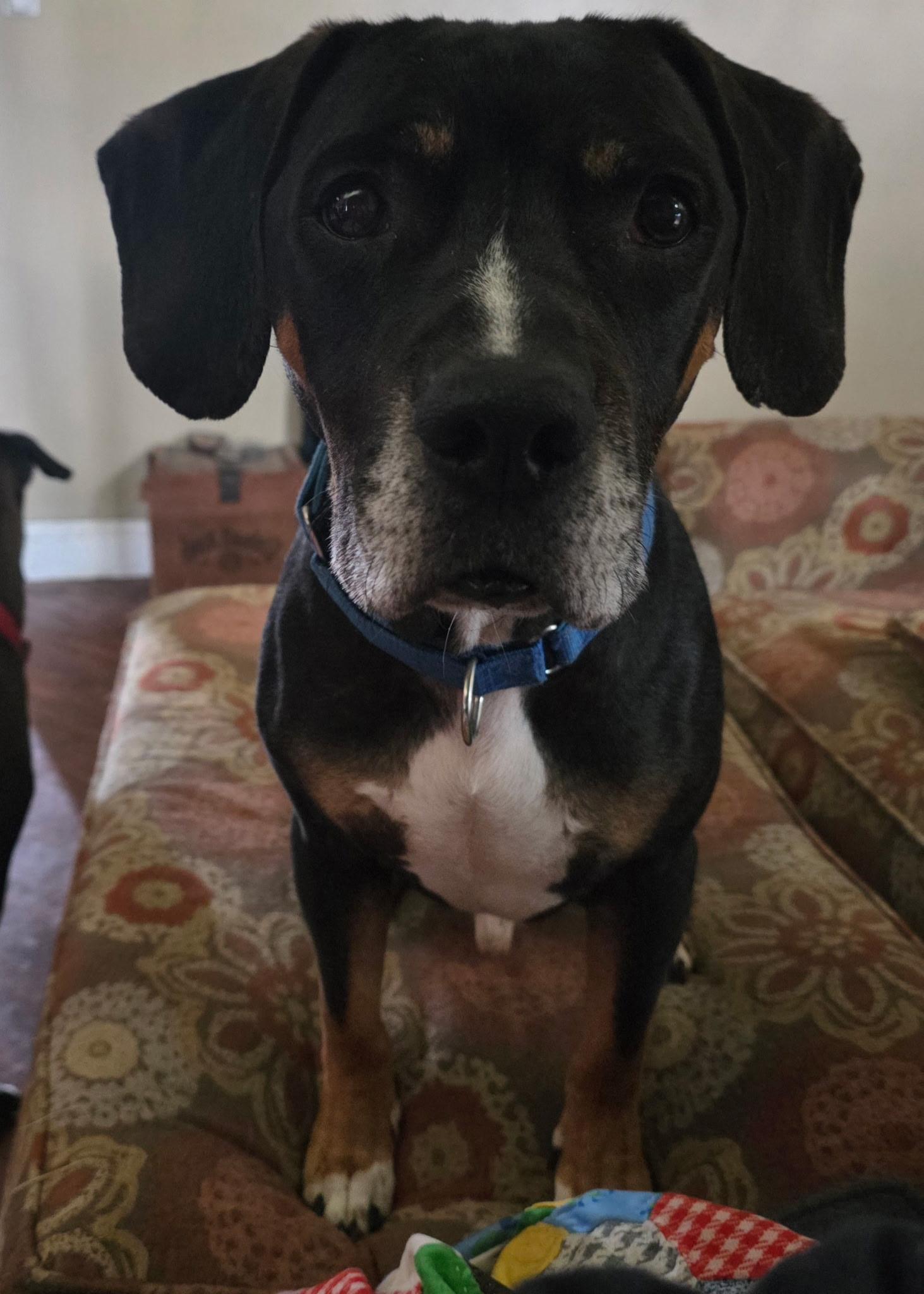Oliver, a ADOPTABLE mixed breed in Oswego, IL image 1/4