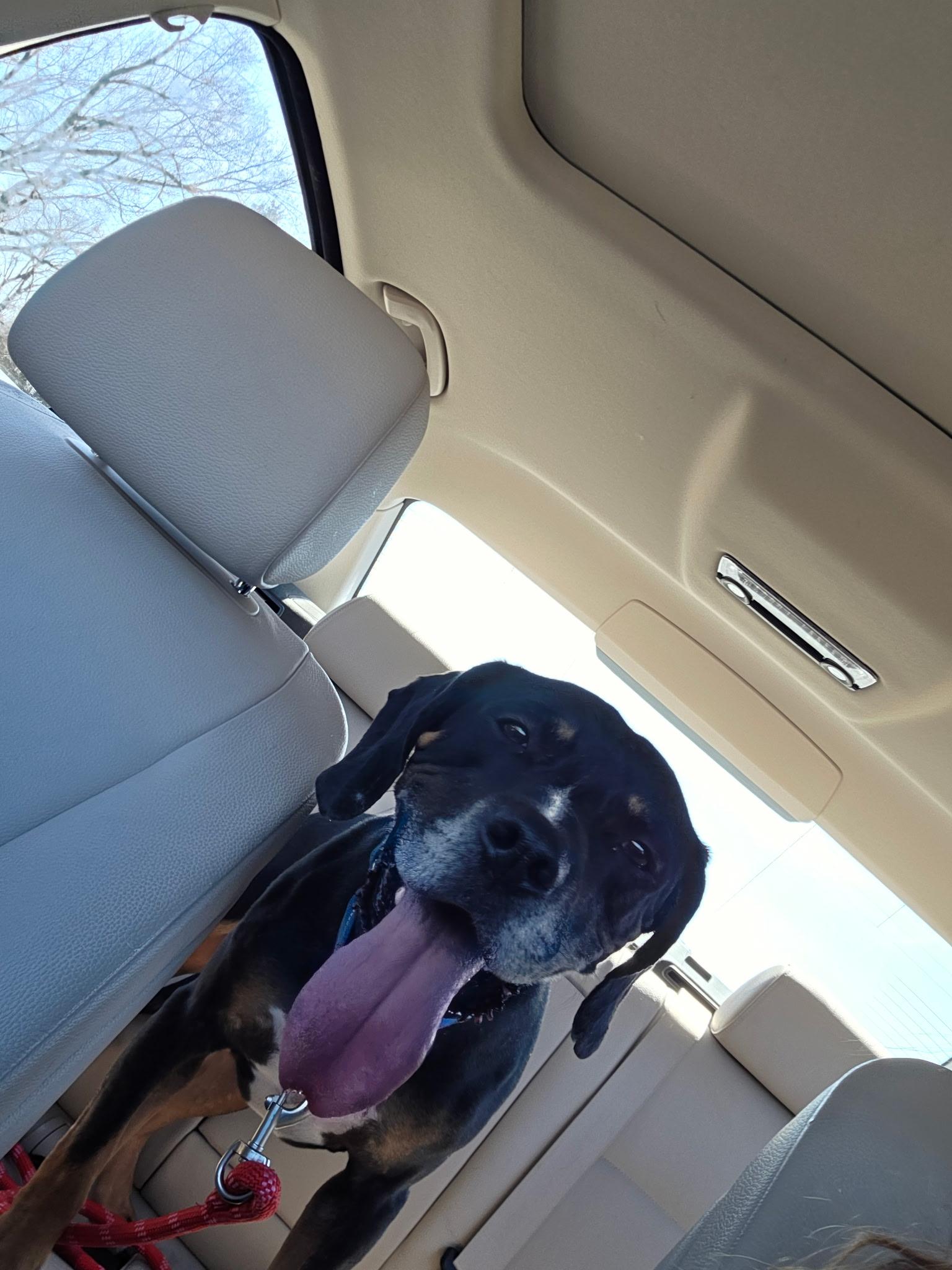 Oliver, a ADOPTABLE mixed breed in Oswego, IL image 2/4