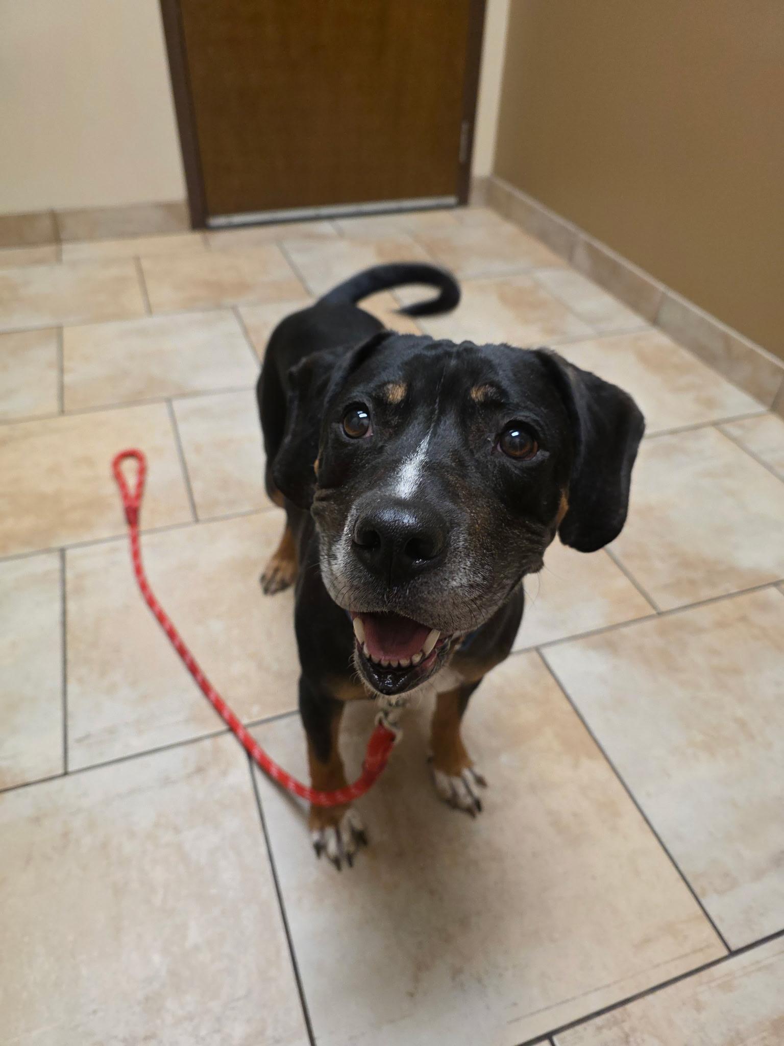 Oliver, a ADOPTABLE mixed breed in Oswego, IL image 4/4