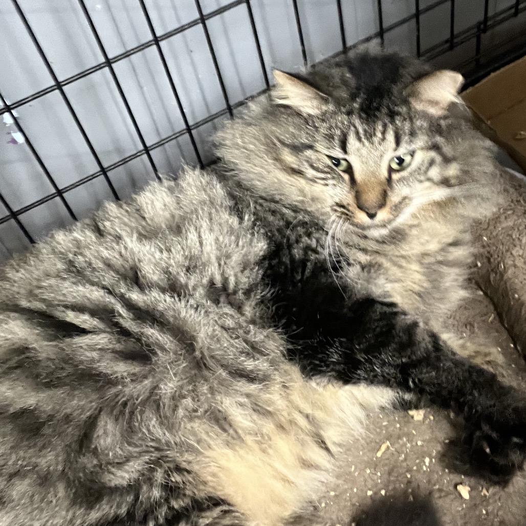 Manny, Adoptable, Adult Male Domestic Long Hair.
