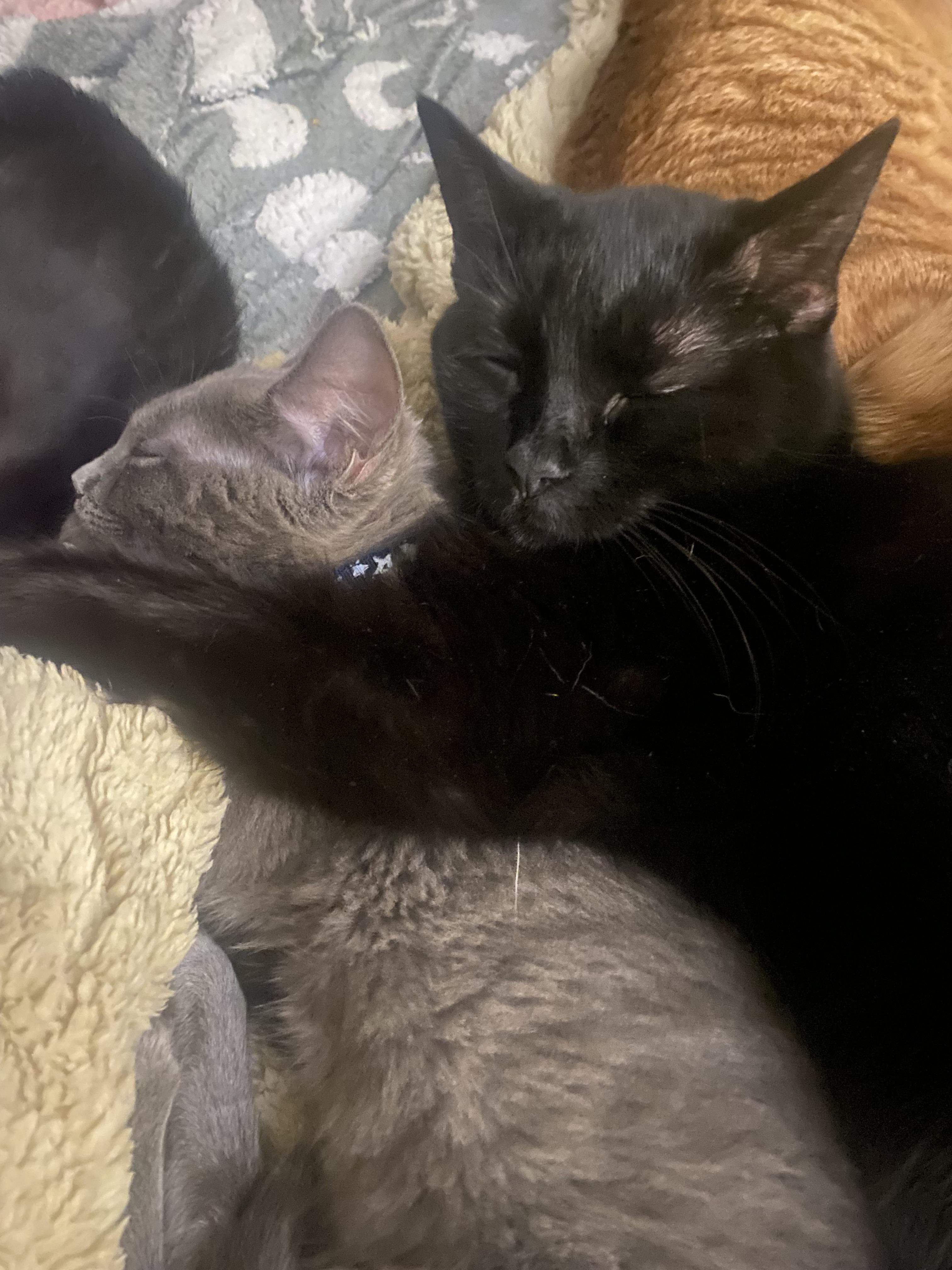 Enlarge Alexander and Aaron (KH), a Adoptable Domestic Short Hair in Greenville, SC image 2/6