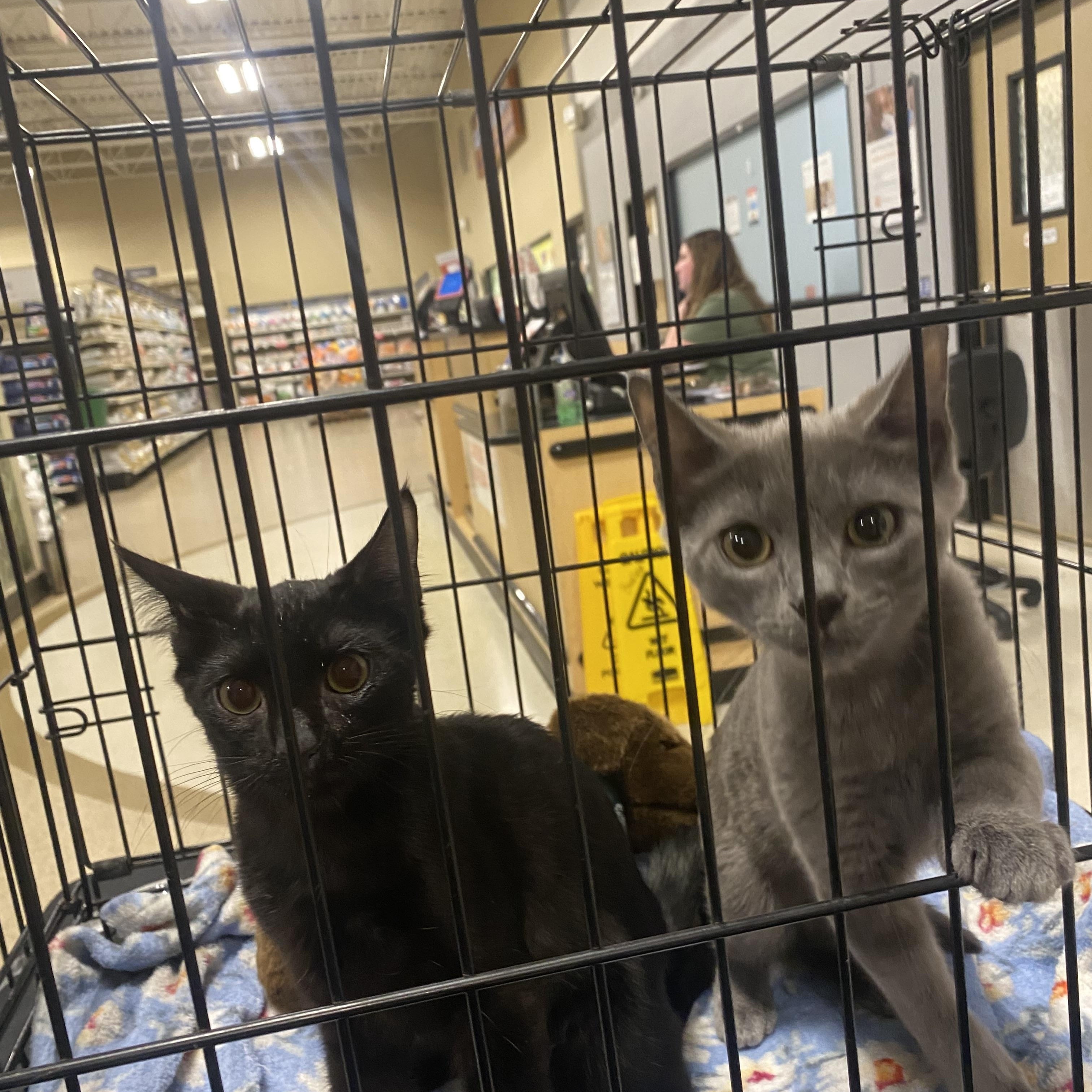 Enlarge Alexander and Aaron (KH), a Adoptable Domestic Short Hair in Greenville, SC image 1/6