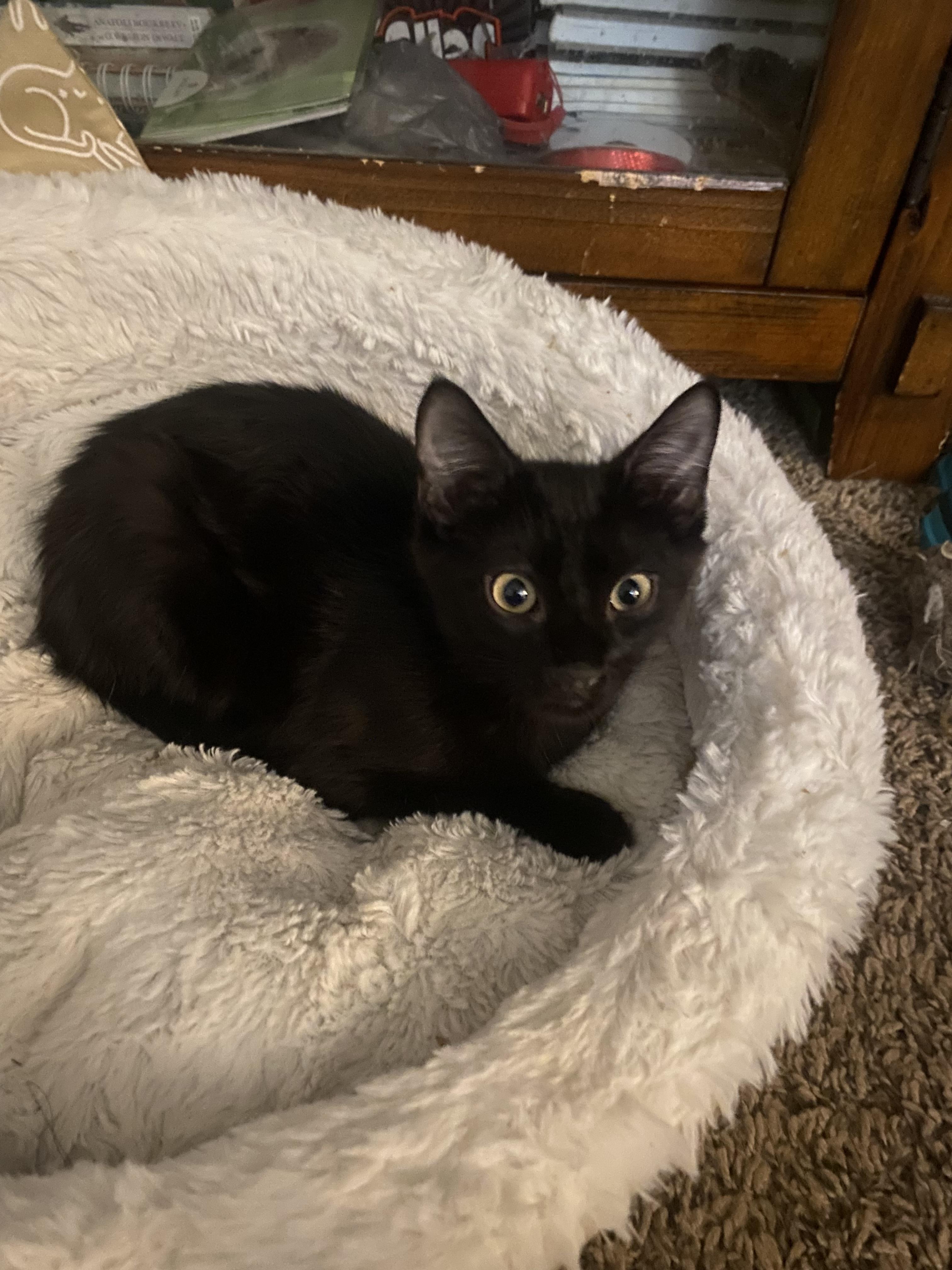 Enlarge Alexander and Aaron (KH), a Adoptable Domestic Short Hair in Greenville, SC image 6/6