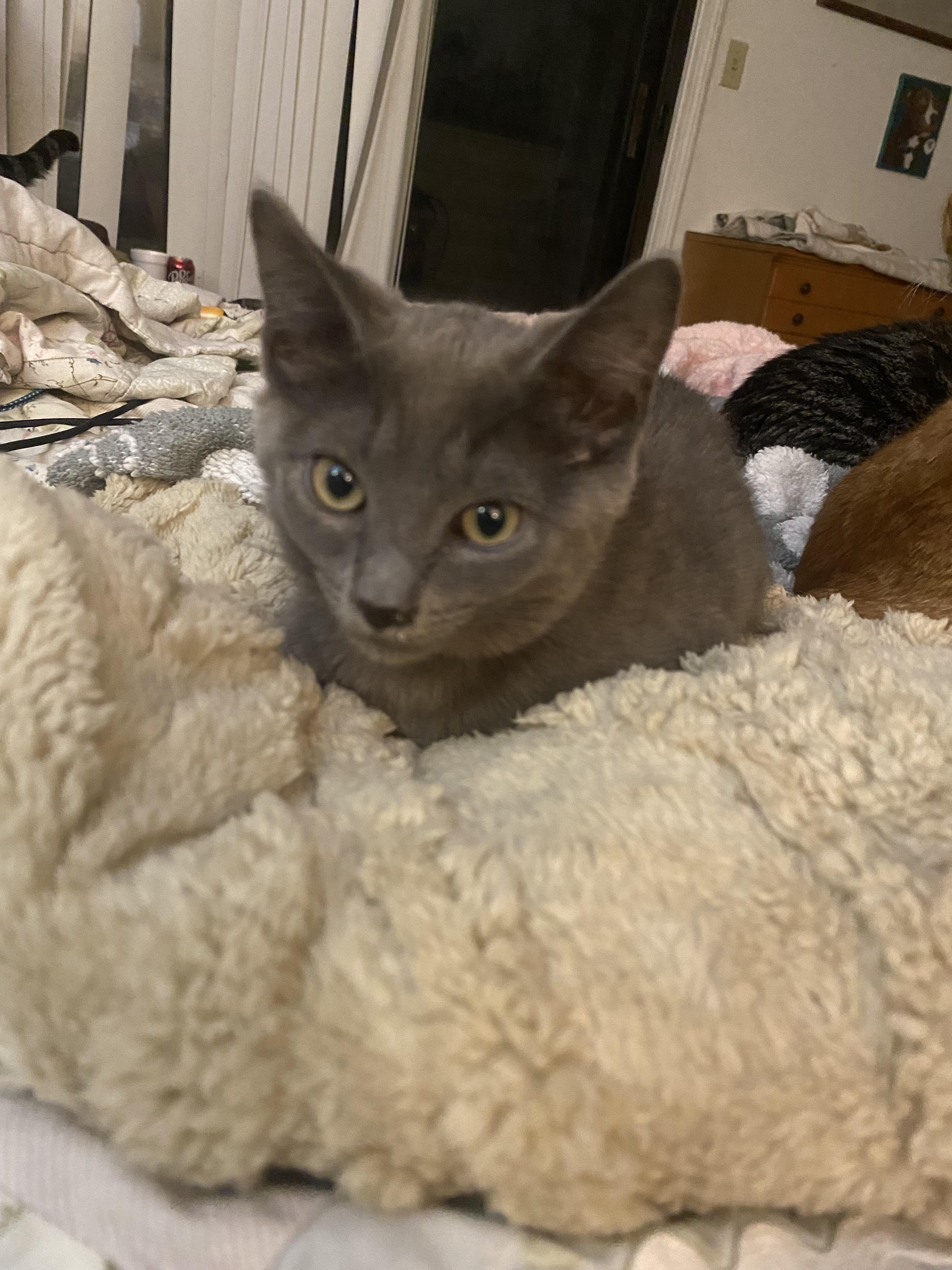 Enlarge Alexander and Aaron (KH), a Adoptable Domestic Short Hair in Greenville, SC image 4/6