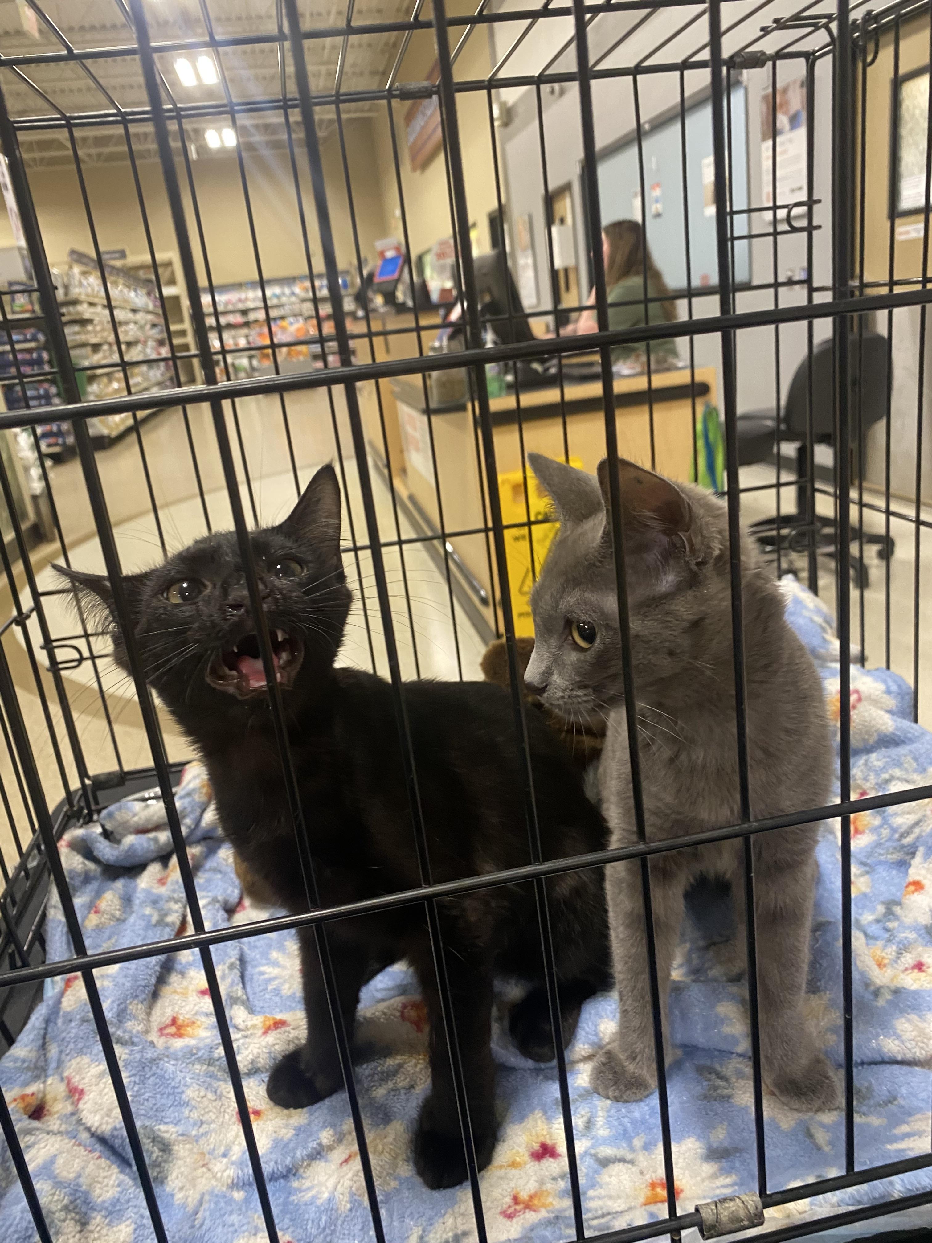 Enlarge Alexander and Aaron (KH), a Adoptable Domestic Short Hair in Greenville, SC image 3/6