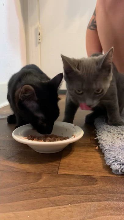 Enlarge Alexander and Aaron (KH), a Adoptable Domestic Short Hair in Greenville, SC video 5/6
