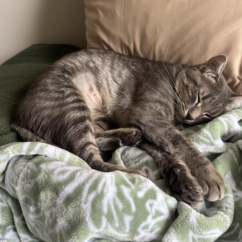 Dina, Adoptable, Adult Female Domestic Short Hair.