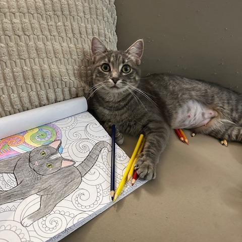 Dina, Adoptable, Adult Female Domestic Short Hair.