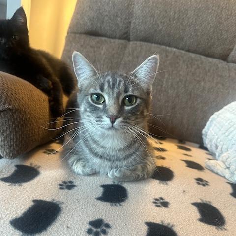 Dina, a Adoptable Domestic Short Hair in St. Paul, MN image 2/6