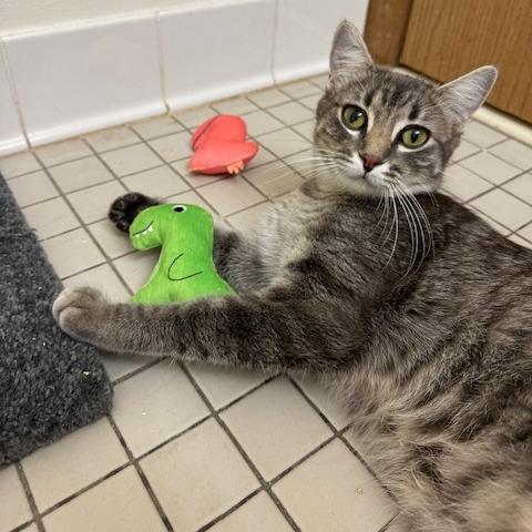 Dina, a Adoptable Domestic Short Hair in St. Paul, MN image 3/6