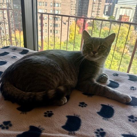 Dina, a Adoptable Domestic Short Hair in St. Paul, MN image 5/6