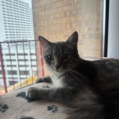 Dina, a Adoptable Domestic Short Hair in St. Paul, MN image 6/6