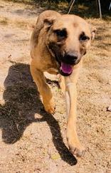 Maggie , ADOPTABLE, Young Female Terrier.