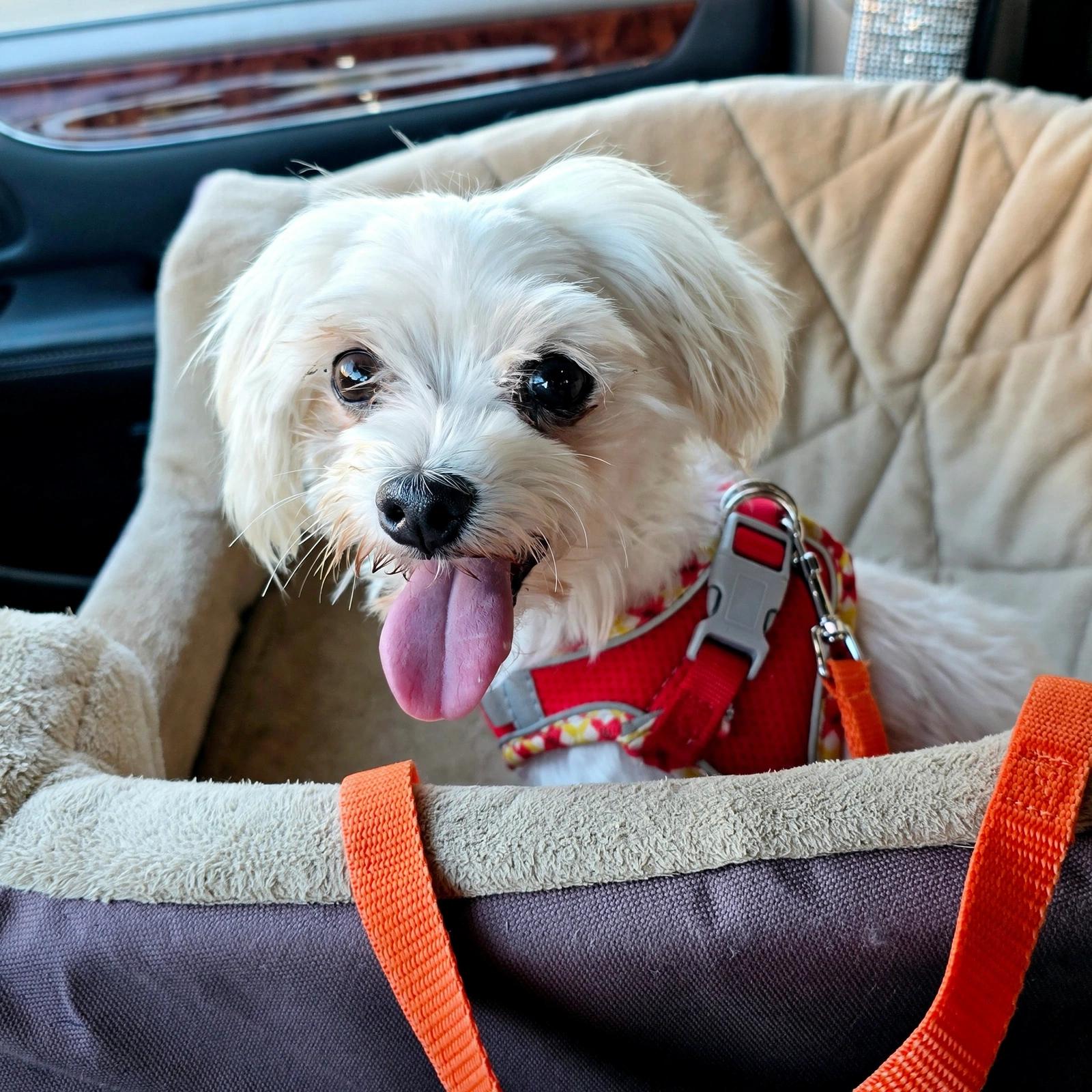 Enlarge Missy, a Adoptable Maltese in Woodstock, IL image 2/2