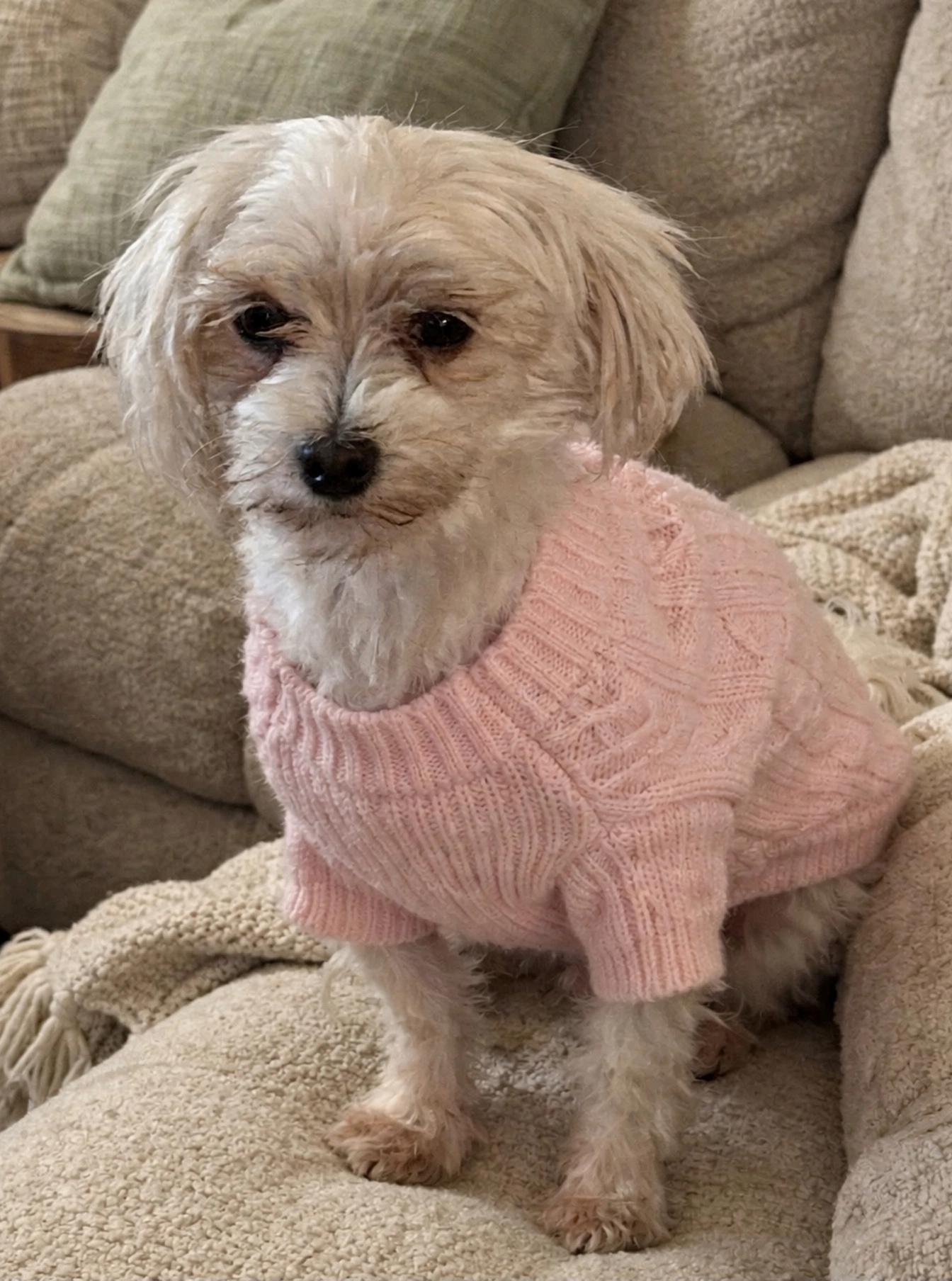 Missy, Adoptable, Adult Female Maltese.