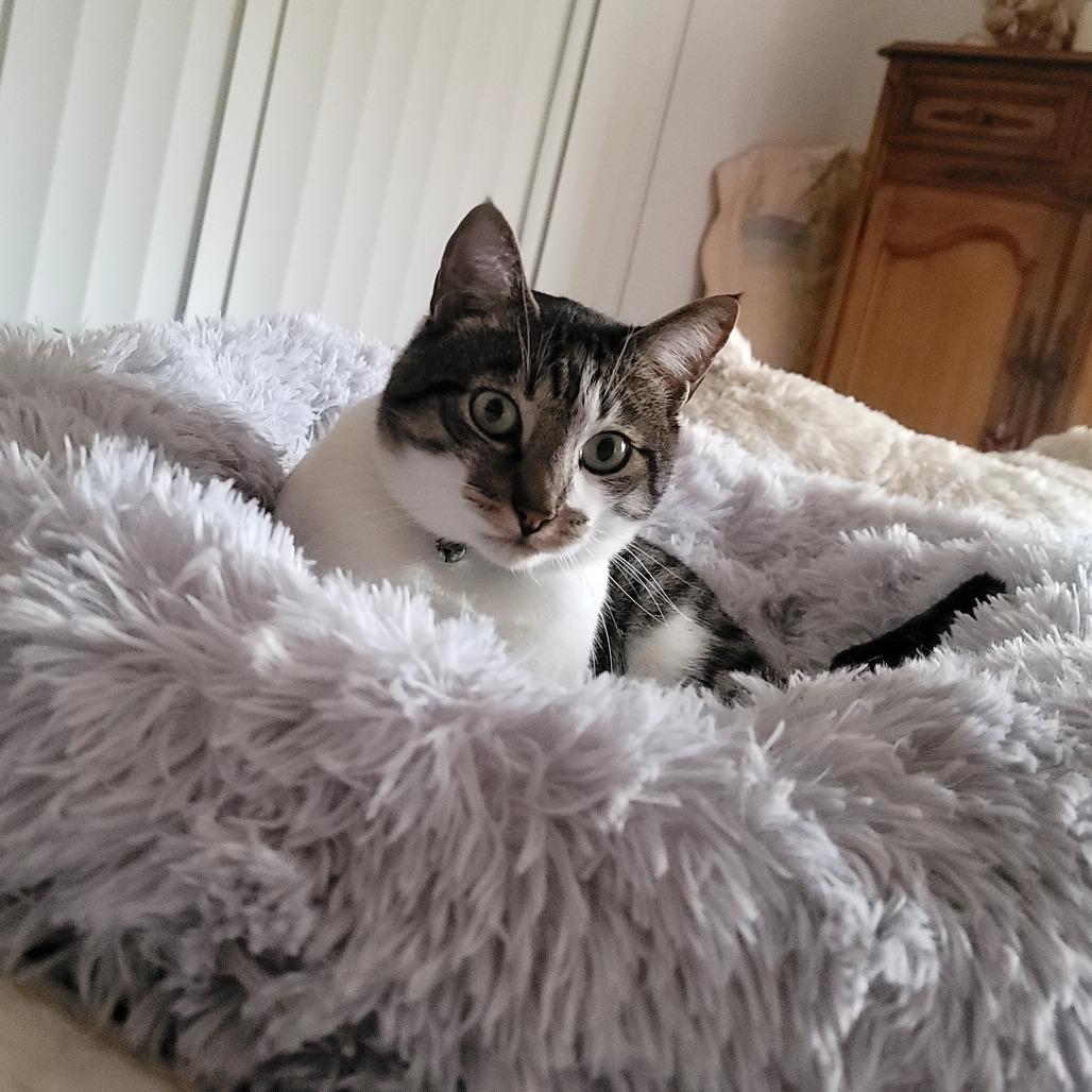 *** KC, Adoptable, Senior Male Domestic Short Hair.
