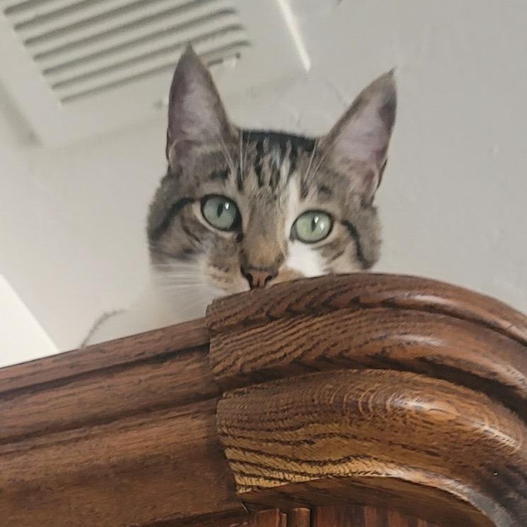 Enlarge *** KC, a Adoptable Domestic Short Hair in Oceanside, CA image 3/3
