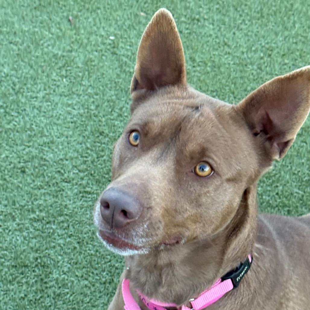 Enlarge Navy, a Adoptable Shepherd in Albuquerque, NM image 1/6