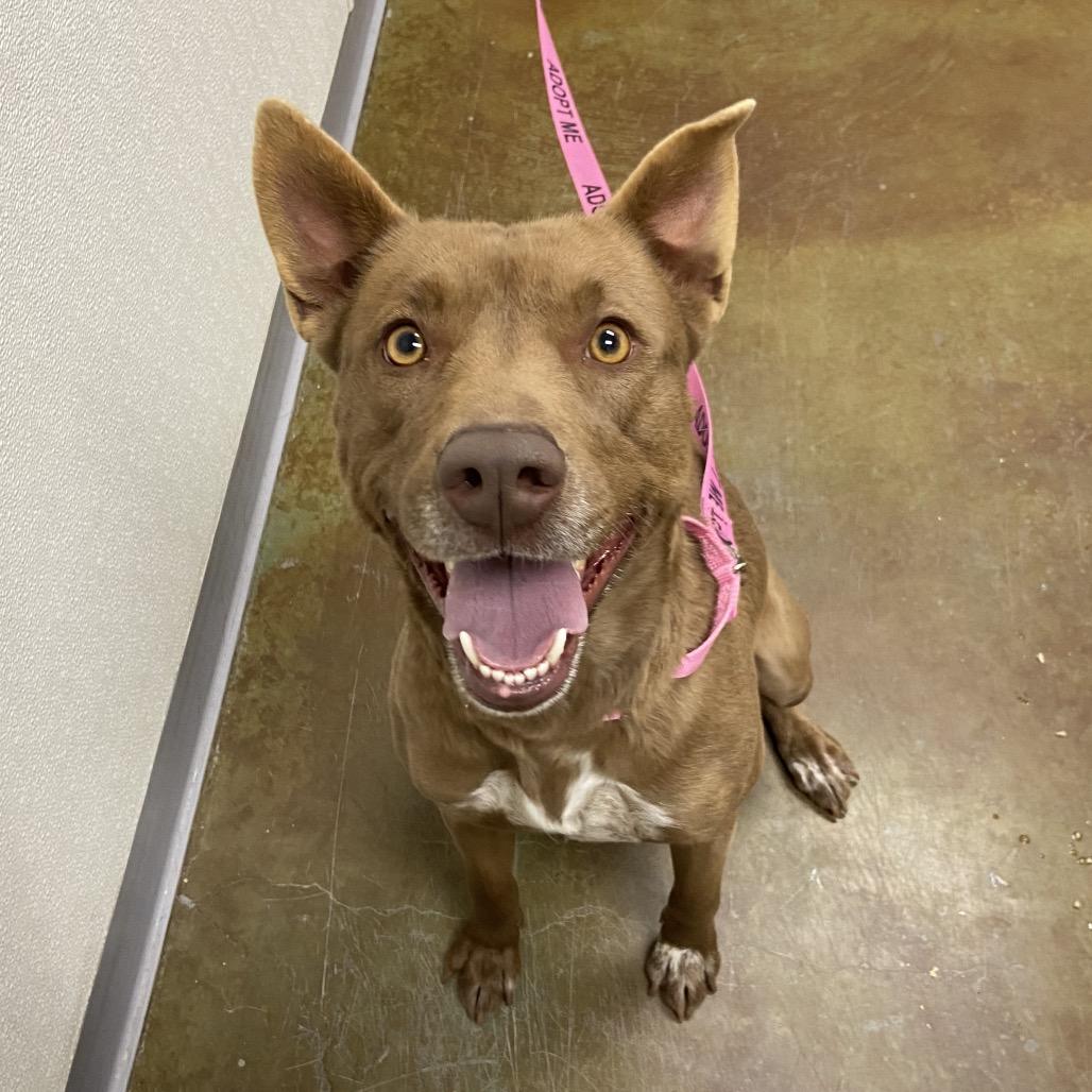 Enlarge Navy, a Adoptable Shepherd in Albuquerque, NM image 2/6