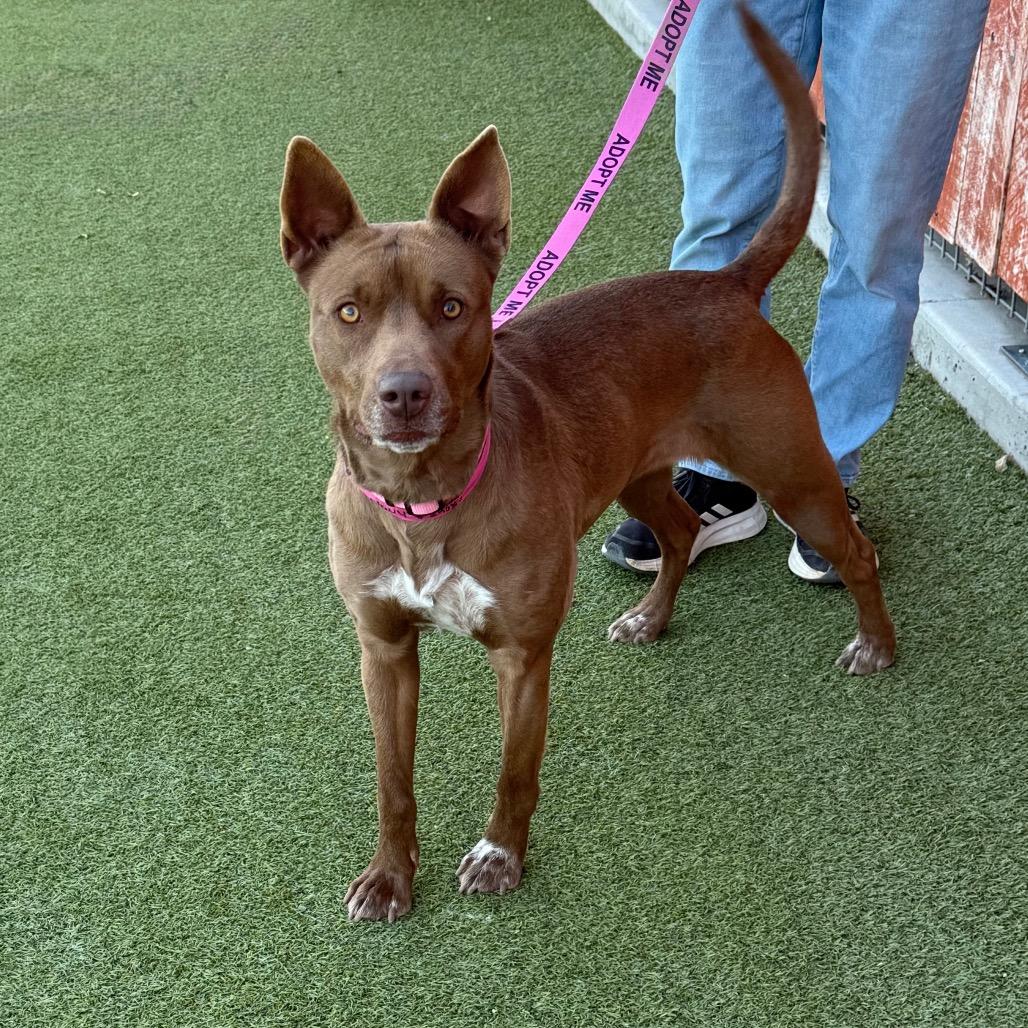 Enlarge Navy, a Adoptable Shepherd in Albuquerque, NM image 3/6