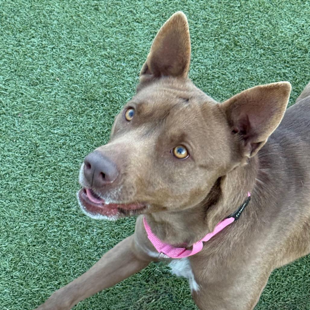 Enlarge Navy, a Adoptable Shepherd in Albuquerque, NM image 4/6