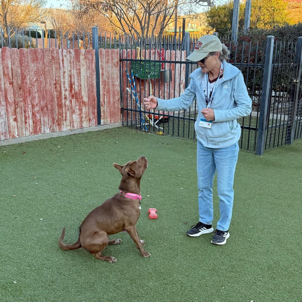 Enlarge Navy, a Adoptable Shepherd in Albuquerque, NM image 5/6