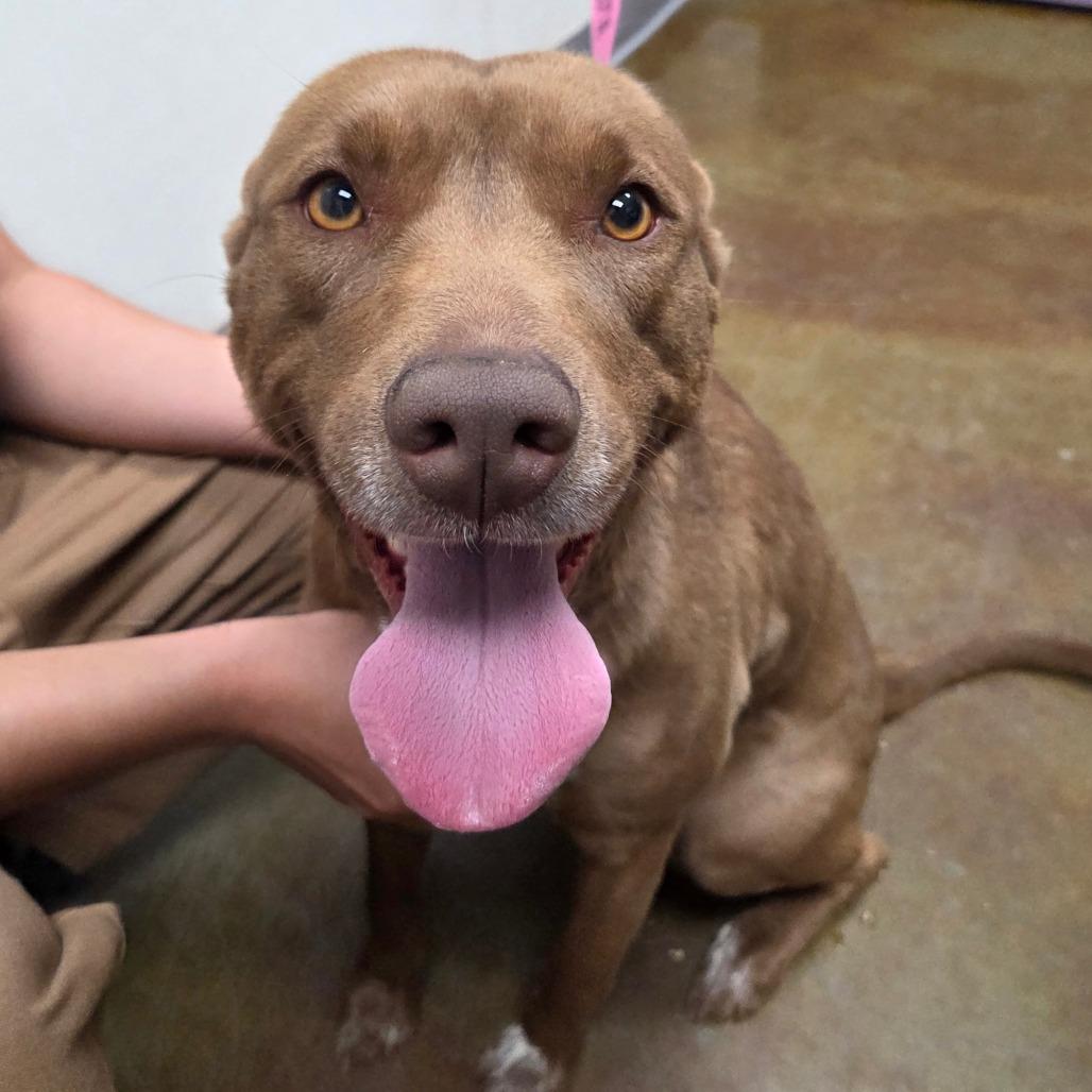 Enlarge Navy, a Adoptable Shepherd in Albuquerque, NM image 6/6